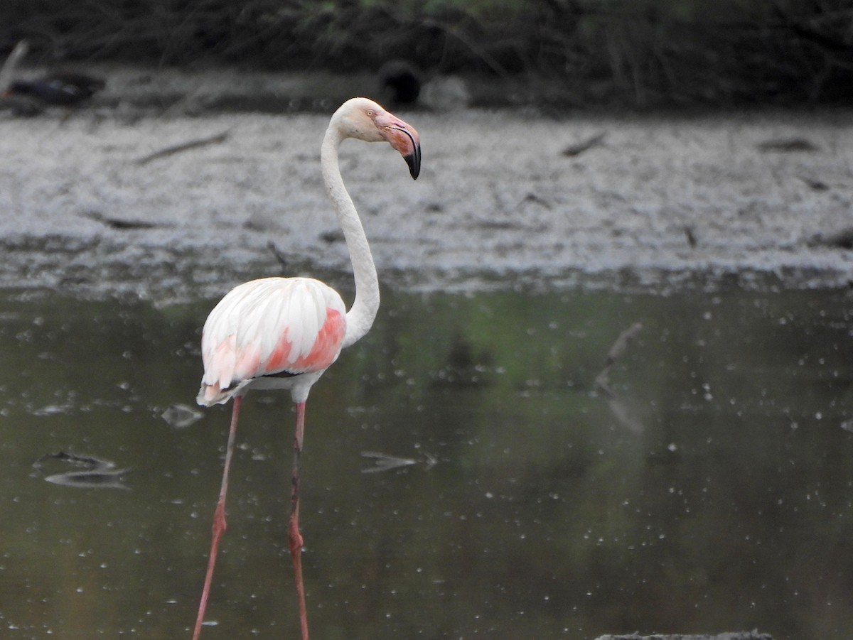 Greater Flamingo - ML645119758