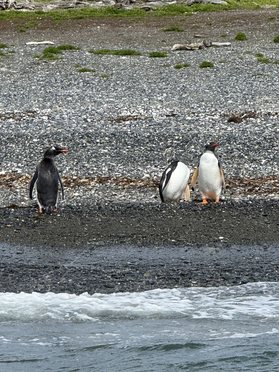Gentoo Penguin - ML645119759