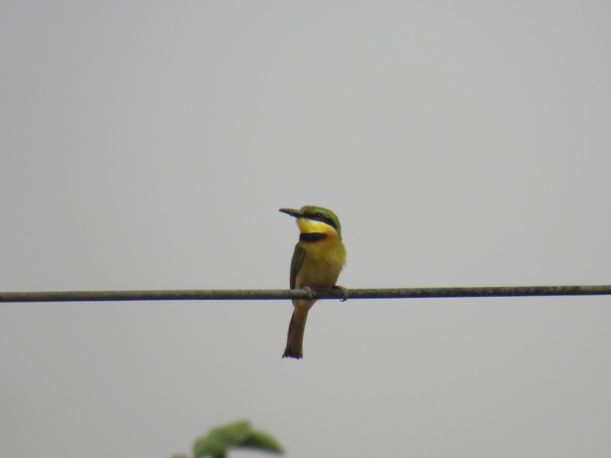 Little Bee-eater - ML645119761