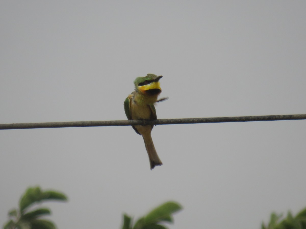 Little Bee-eater - ML645119762