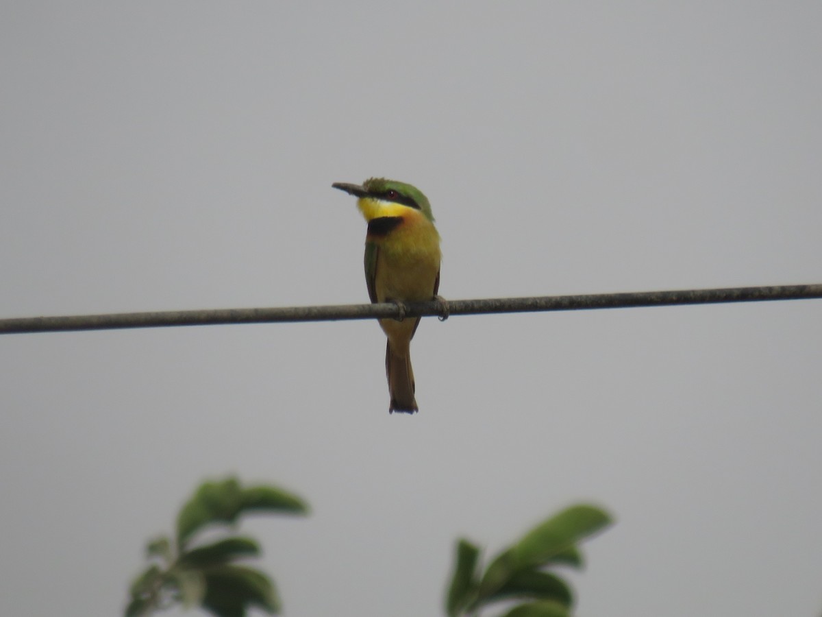 Little Bee-eater - ML645119763