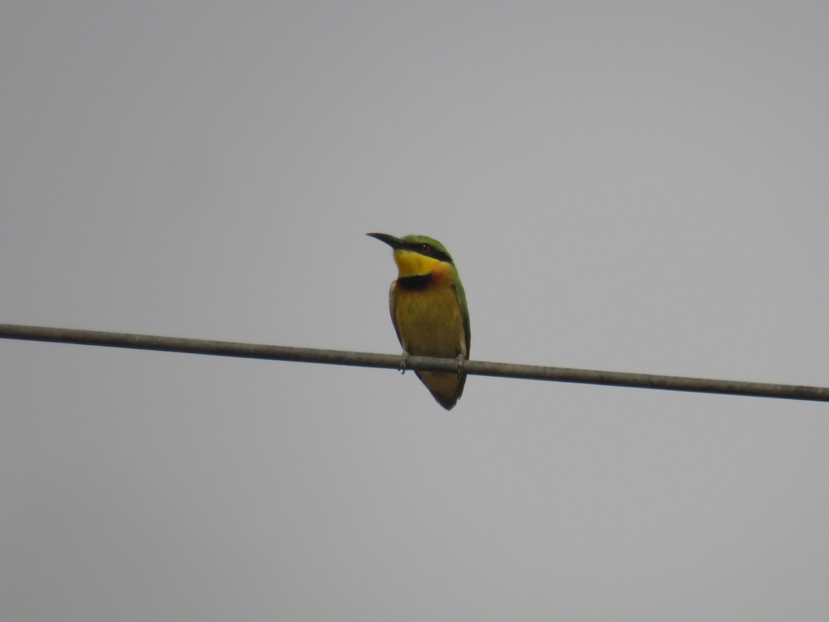 Little Bee-eater - ML645119764
