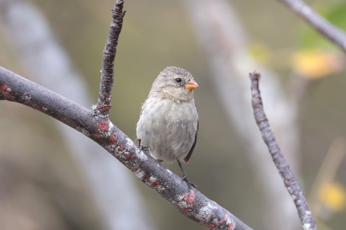 Small Tree-Finch - ML645119765