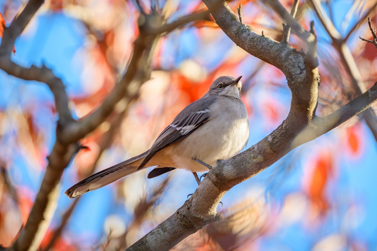 Northern Mockingbird - ML645119769
