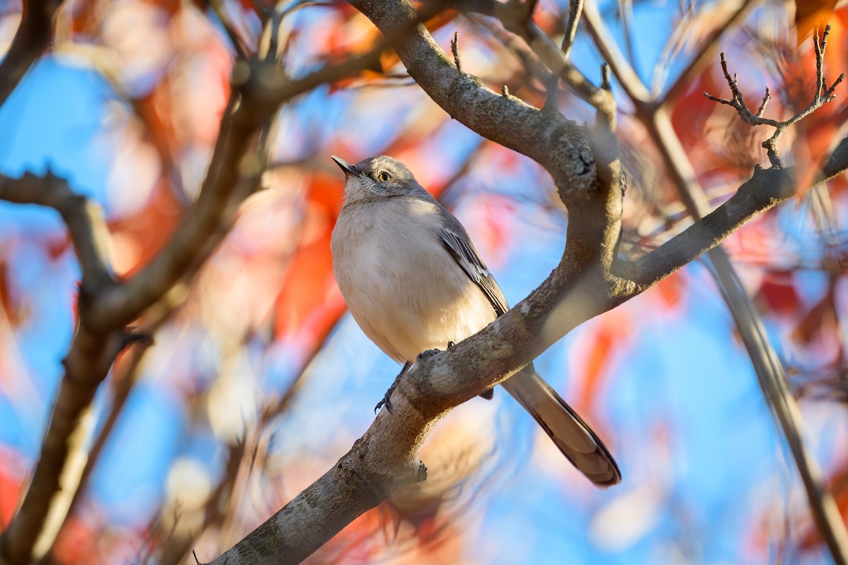 Northern Mockingbird - ML645119770