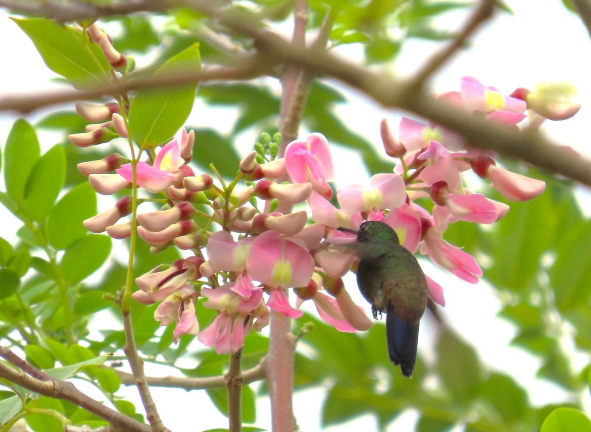 Copper-rumped Hummingbird - ML645119771
