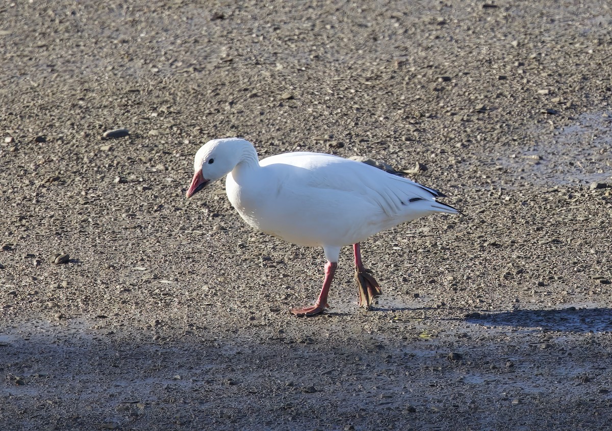Snow Goose - ML645119773