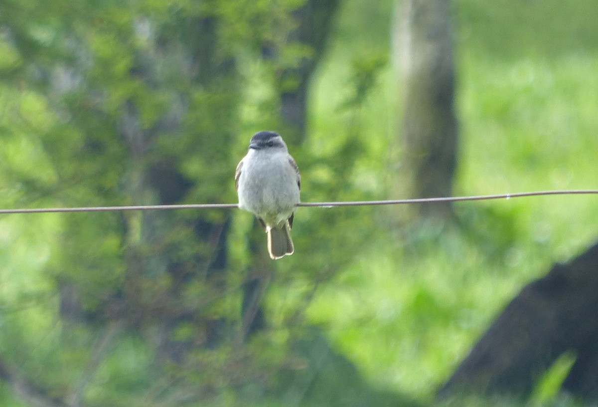 Crowned Slaty Flycatcher - ML645119776