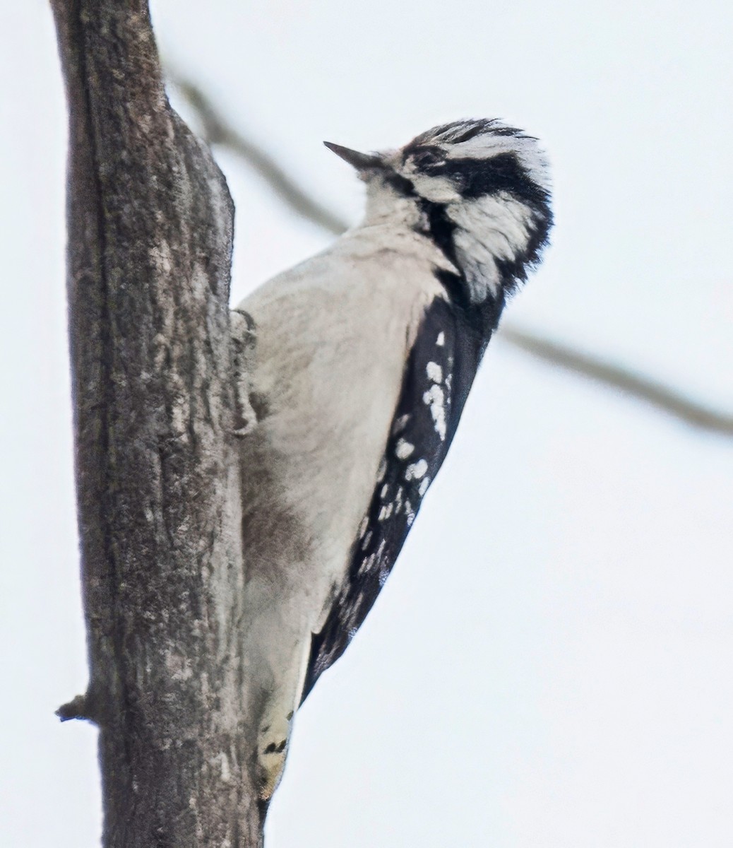 Downy Woodpecker - ML645119777