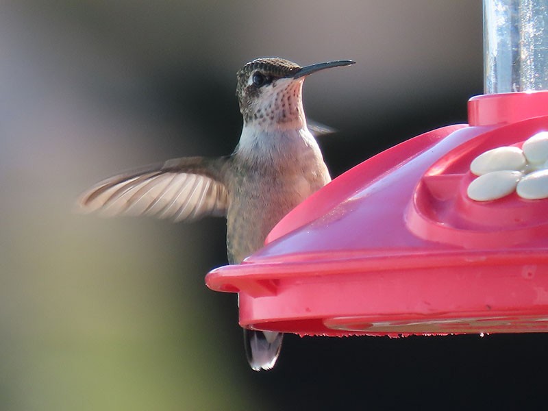 Ruby-throated Hummingbird - ML645119779