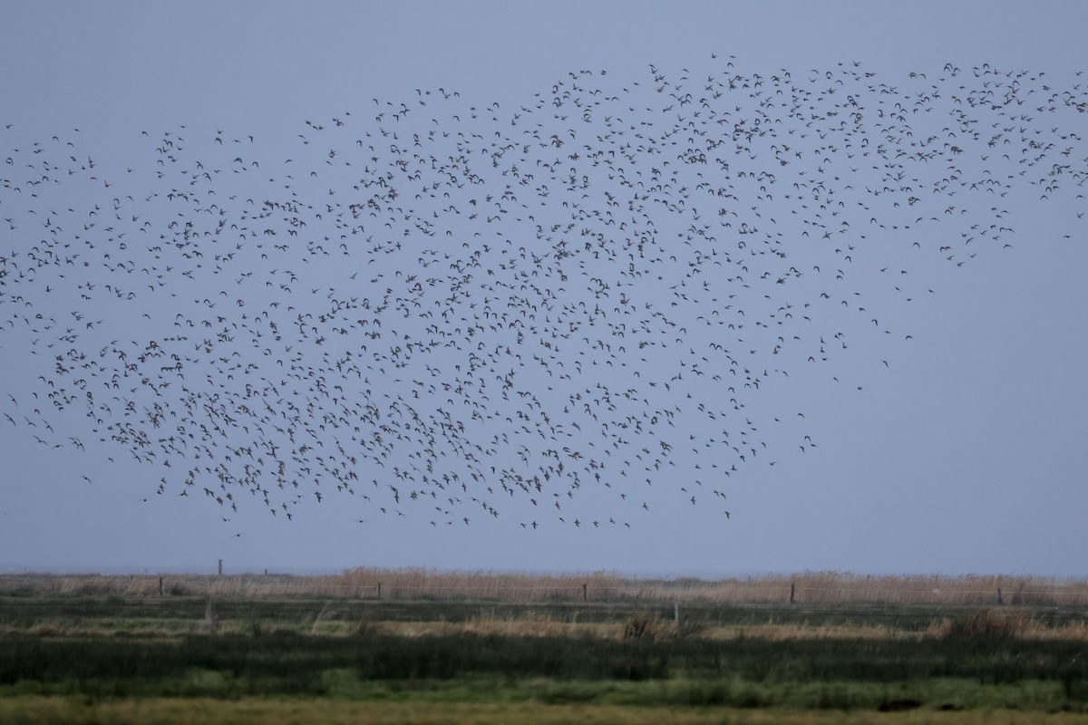 European Golden-Plover - ML645119780