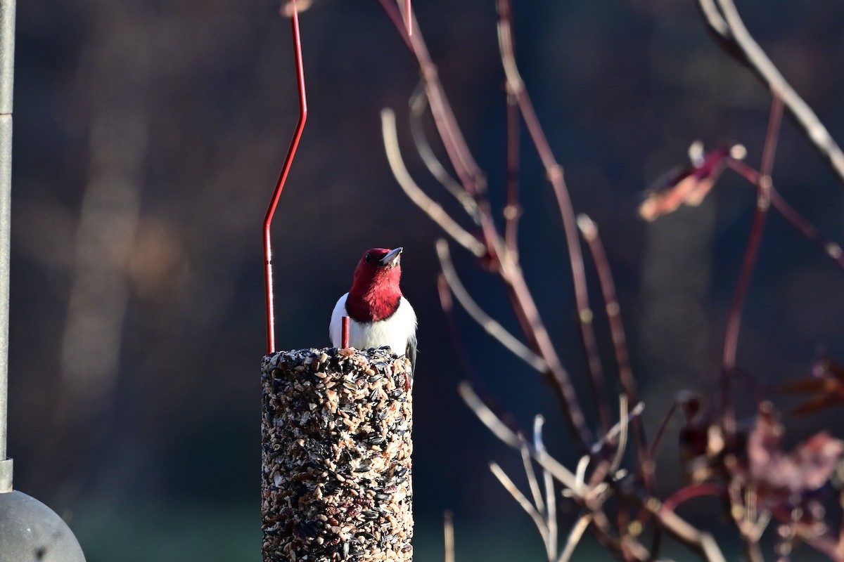 Red-headed Woodpecker - ML645119782