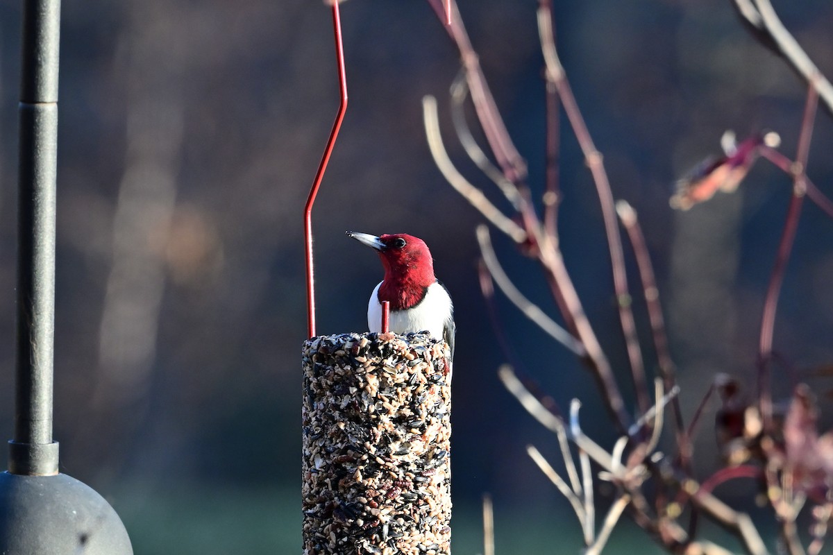 Red-headed Woodpecker - ML645119784