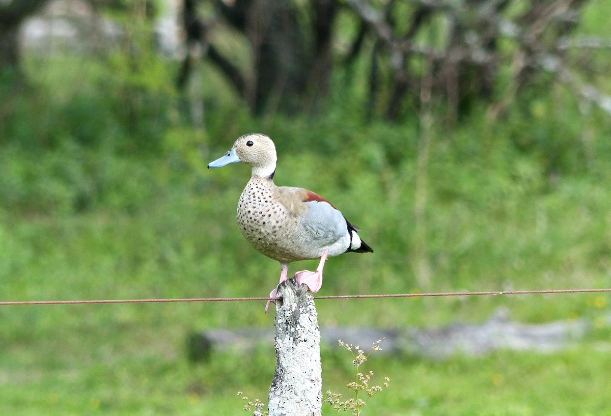 Ringed Teal - ML645119788