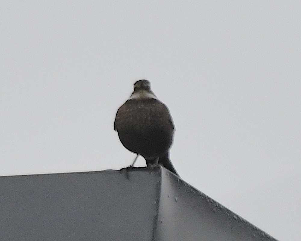 Streifenbrust-Uferwipper - ML645119791