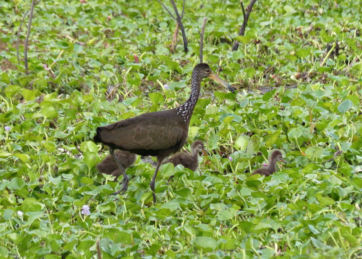 Limpkin - ML645119795