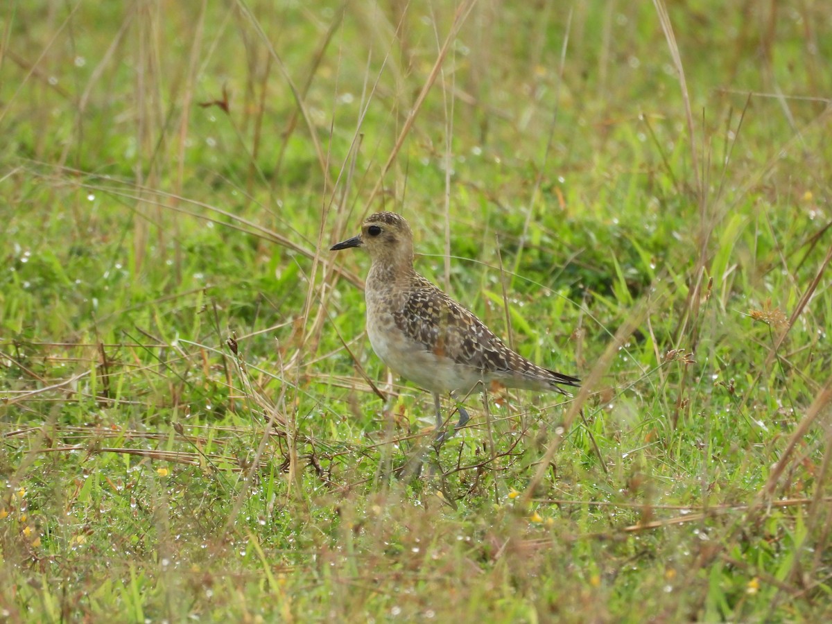 Pacific Golden-Plover - ML645119796