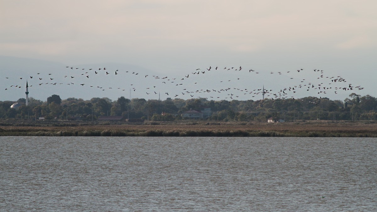 Great White Pelican - ML645119798