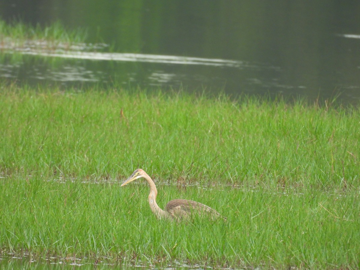 Purple Heron - ML645119802