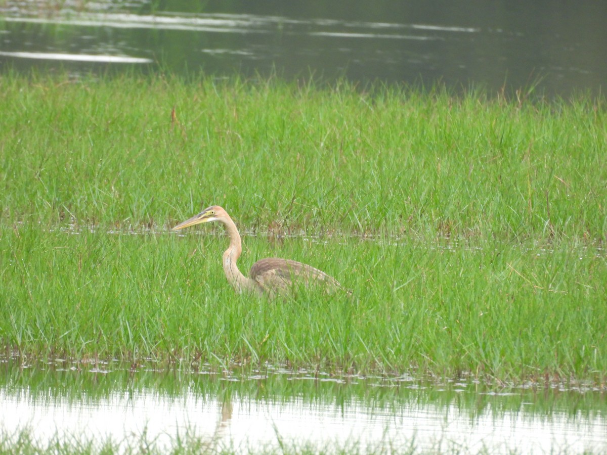 Purple Heron - ML645119803