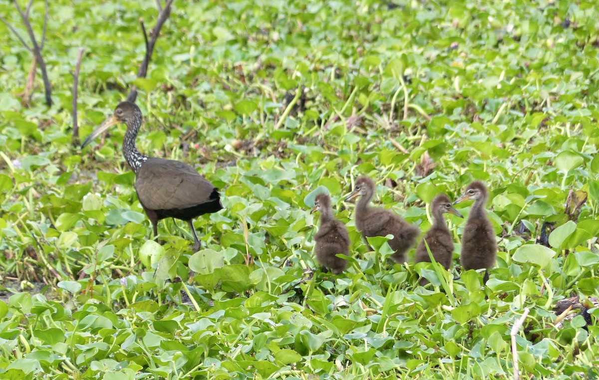 Limpkin - ML645119804