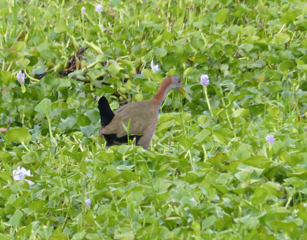 Giant Wood-Rail - ML645119814