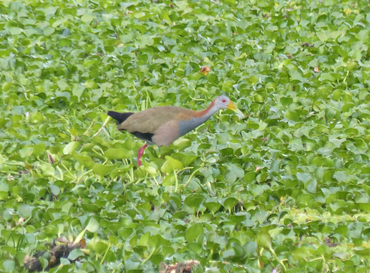 Giant Wood-Rail - ML645119815