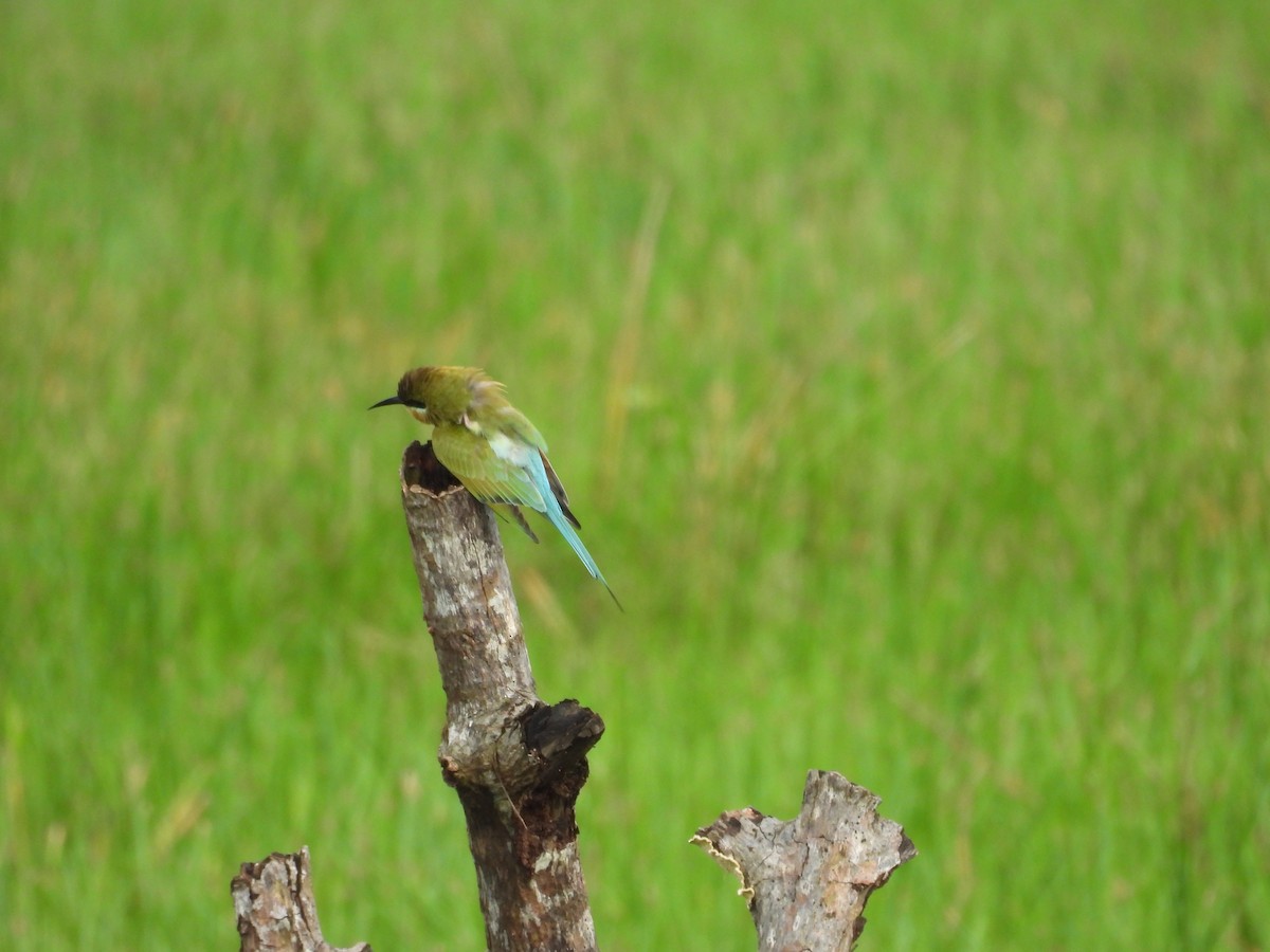 Blue-tailed Bee-eater - ML645119817