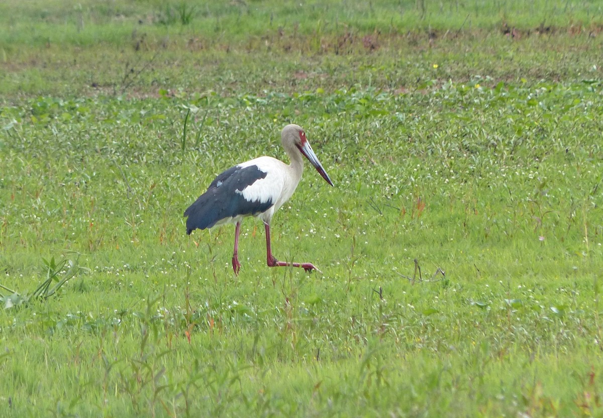 Maguari Stork - ML645119829