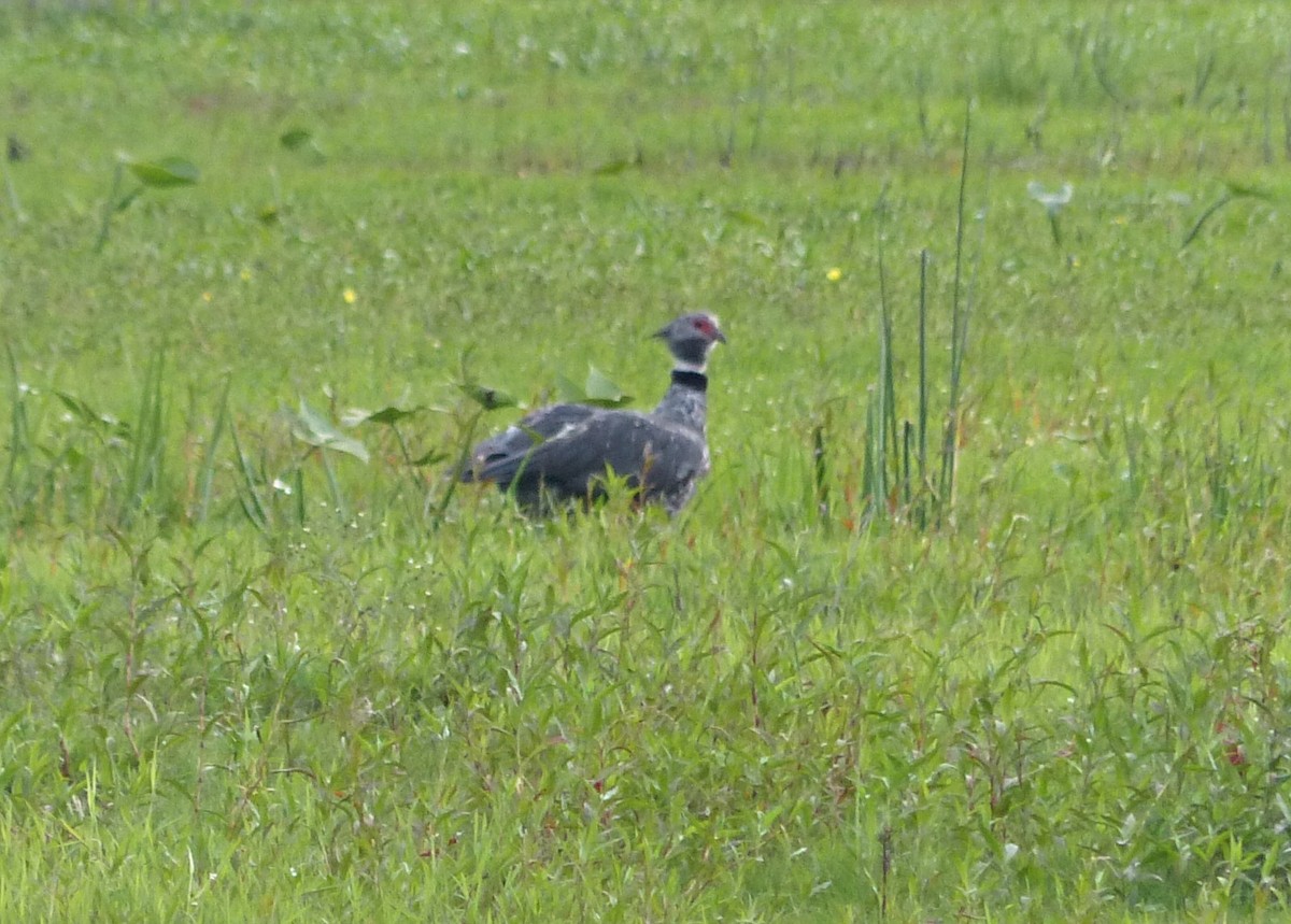 Southern Screamer - ML645119848