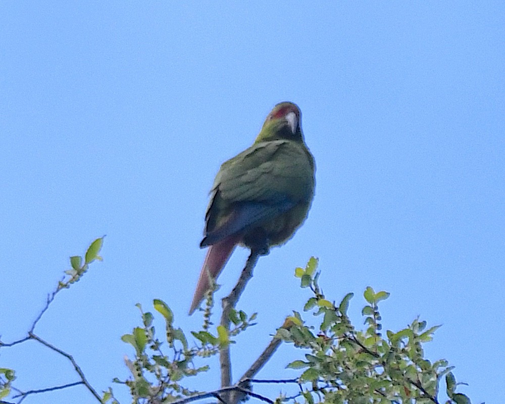 Langschnabelsittich - ML645119852