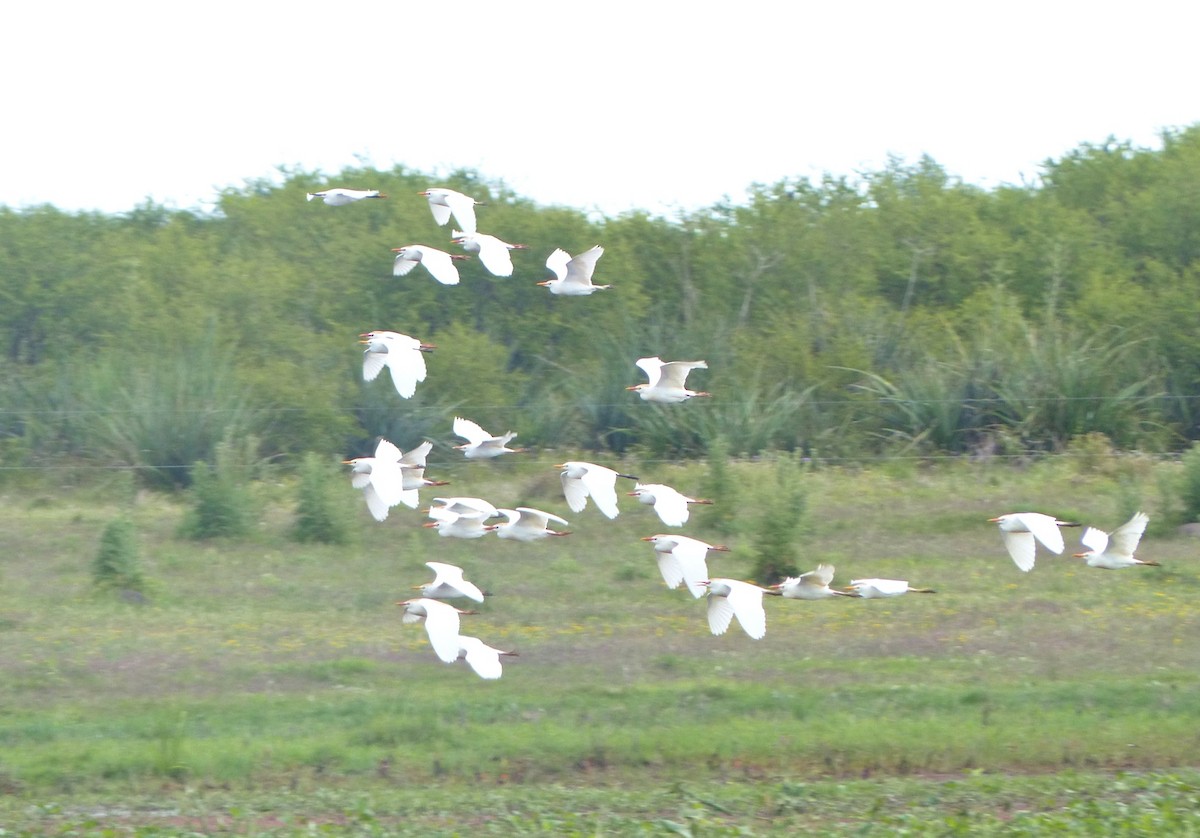 Western Cattle-Egret - ML645119858