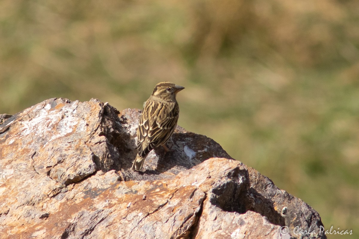 Rock Sparrow - ML645119862