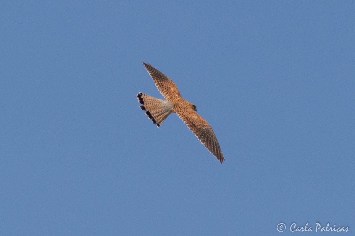 Eurasian Kestrel - ML645119875