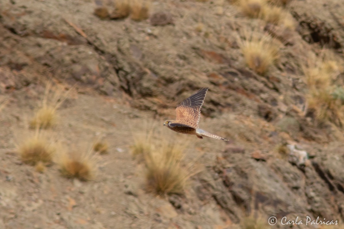 Eurasian Kestrel - ML645119876