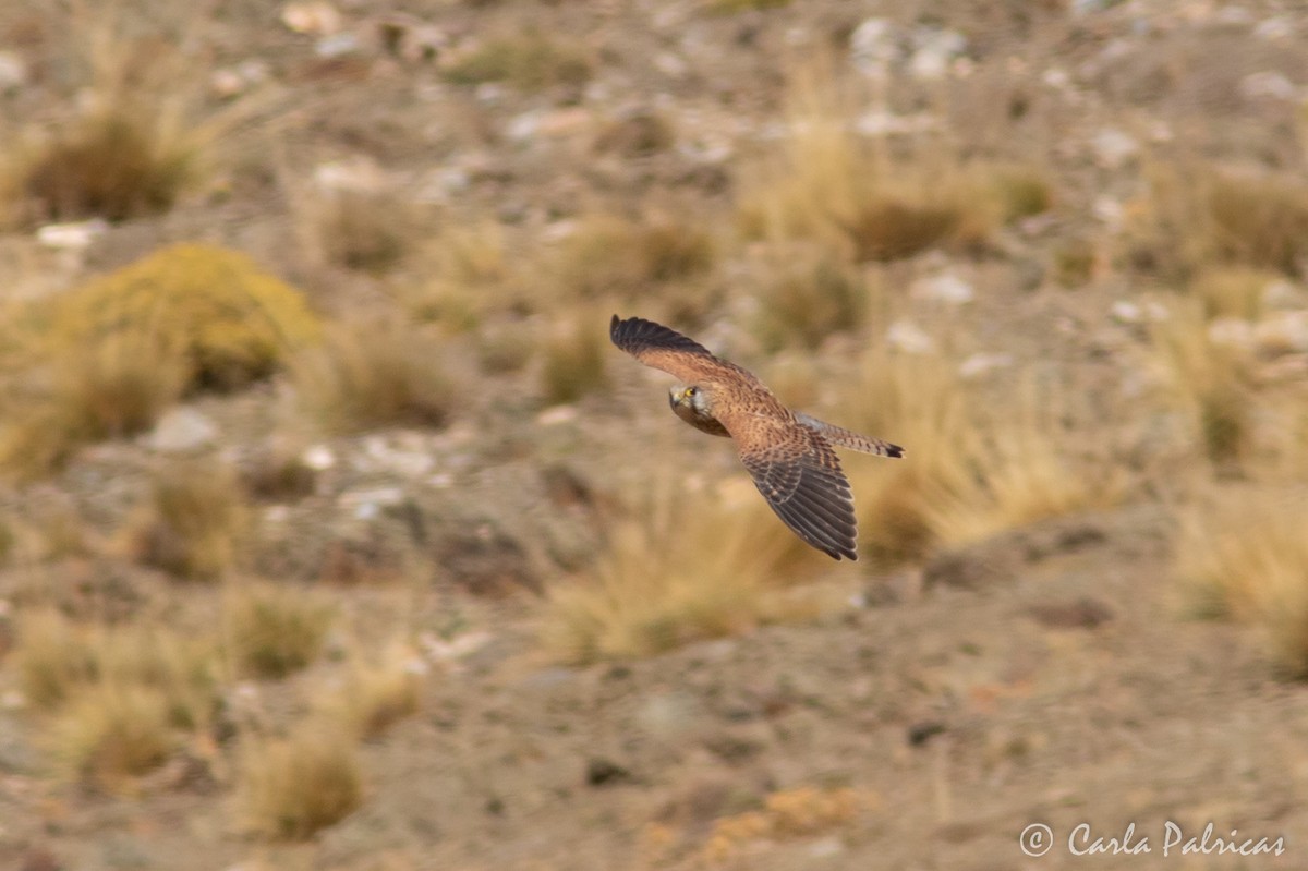 Eurasian Kestrel - ML645119877