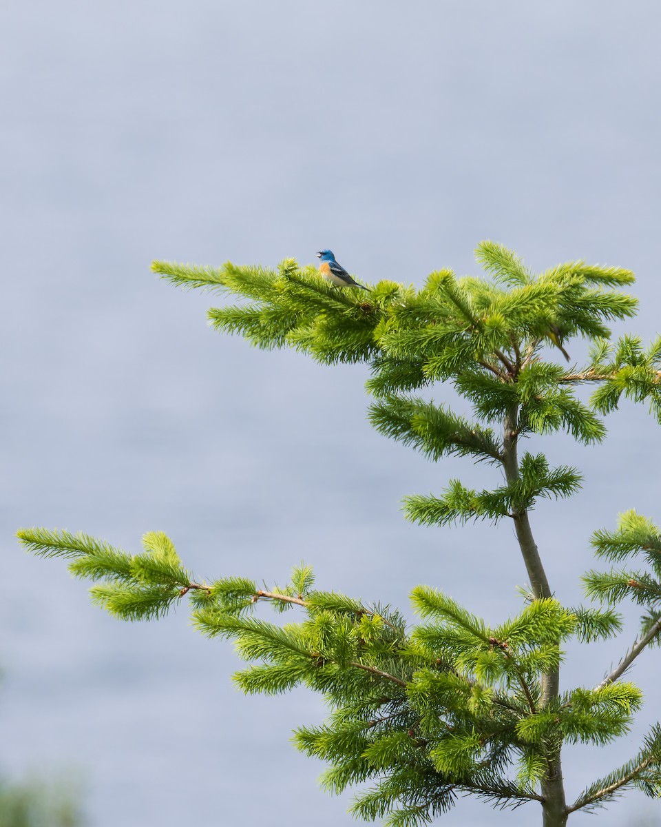 Lazuli Bunting - ML645119878