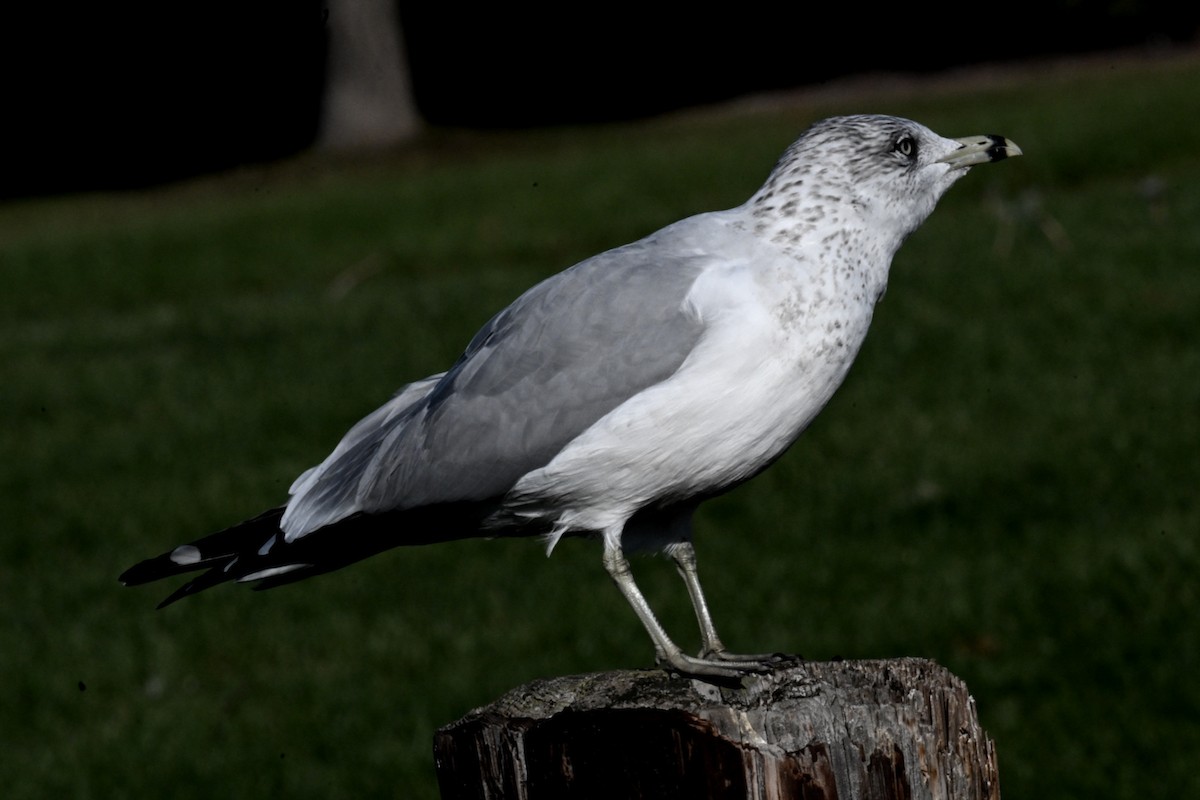 Ring-billed Gull - ML645119885