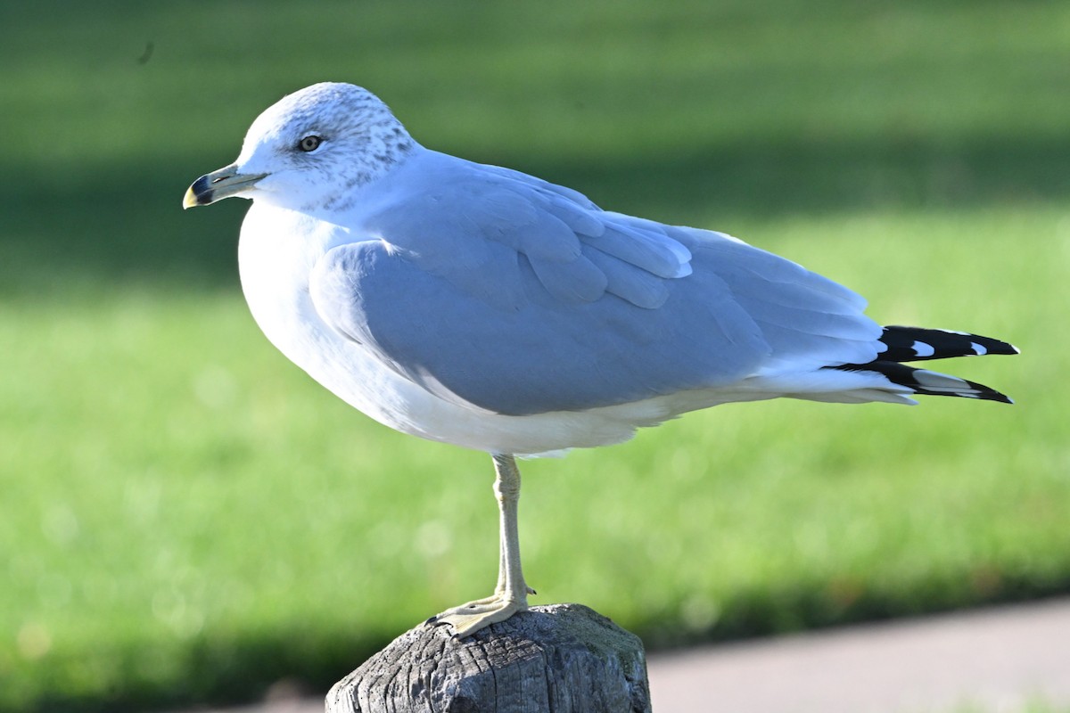 Ring-billed Gull - ML645119887