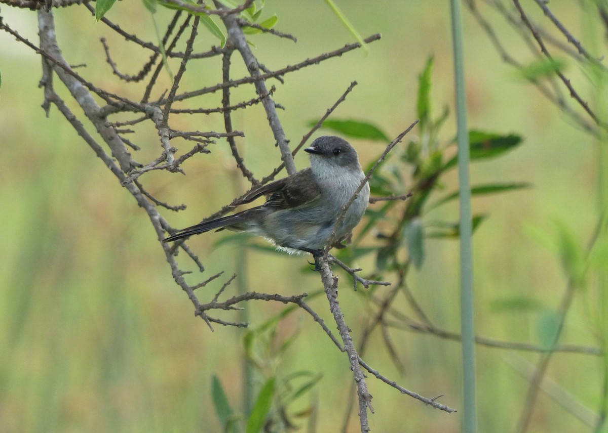Sooty Tyrannulet - ML645119896