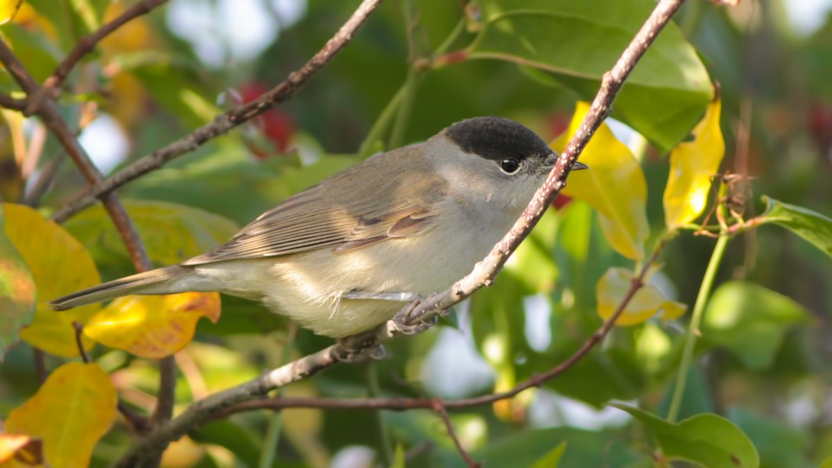 Eurasian Blackcap - ML645119899
