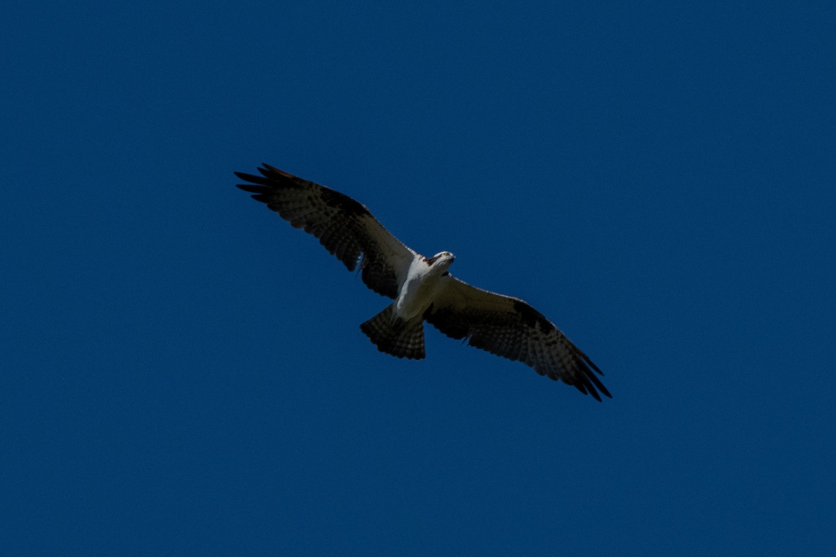 שלך - ML645119909