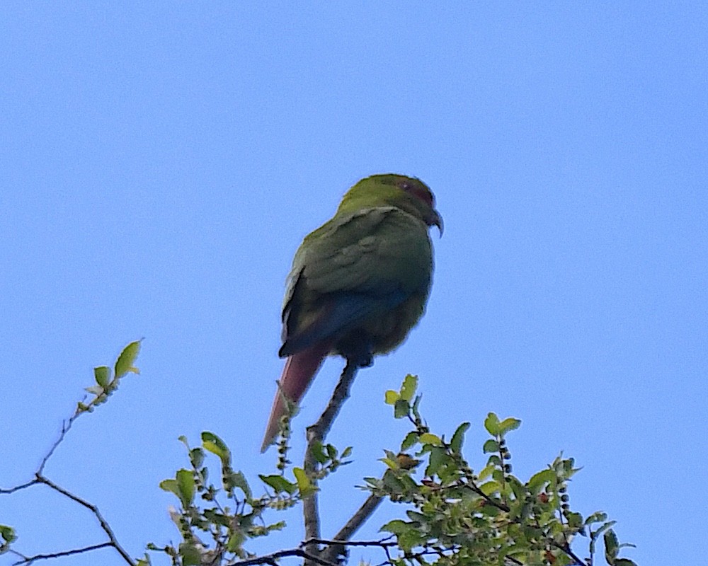 Langschnabelsittich - ML645119913