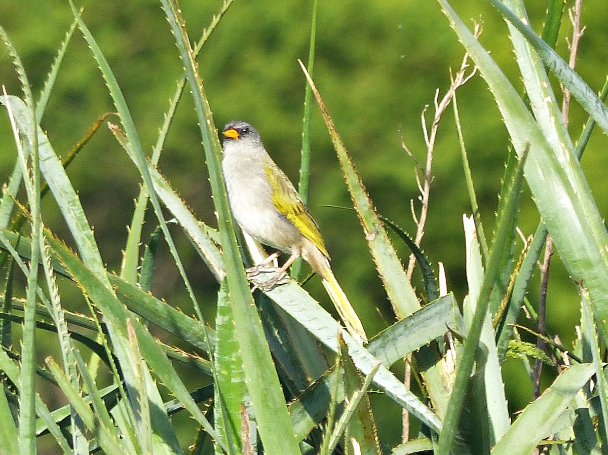 Great Pampa-Finch - ML645119914