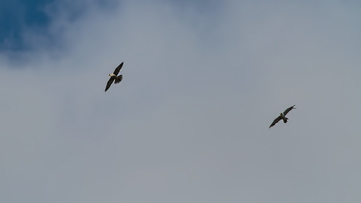 Peregrine Falcon - ML645119921