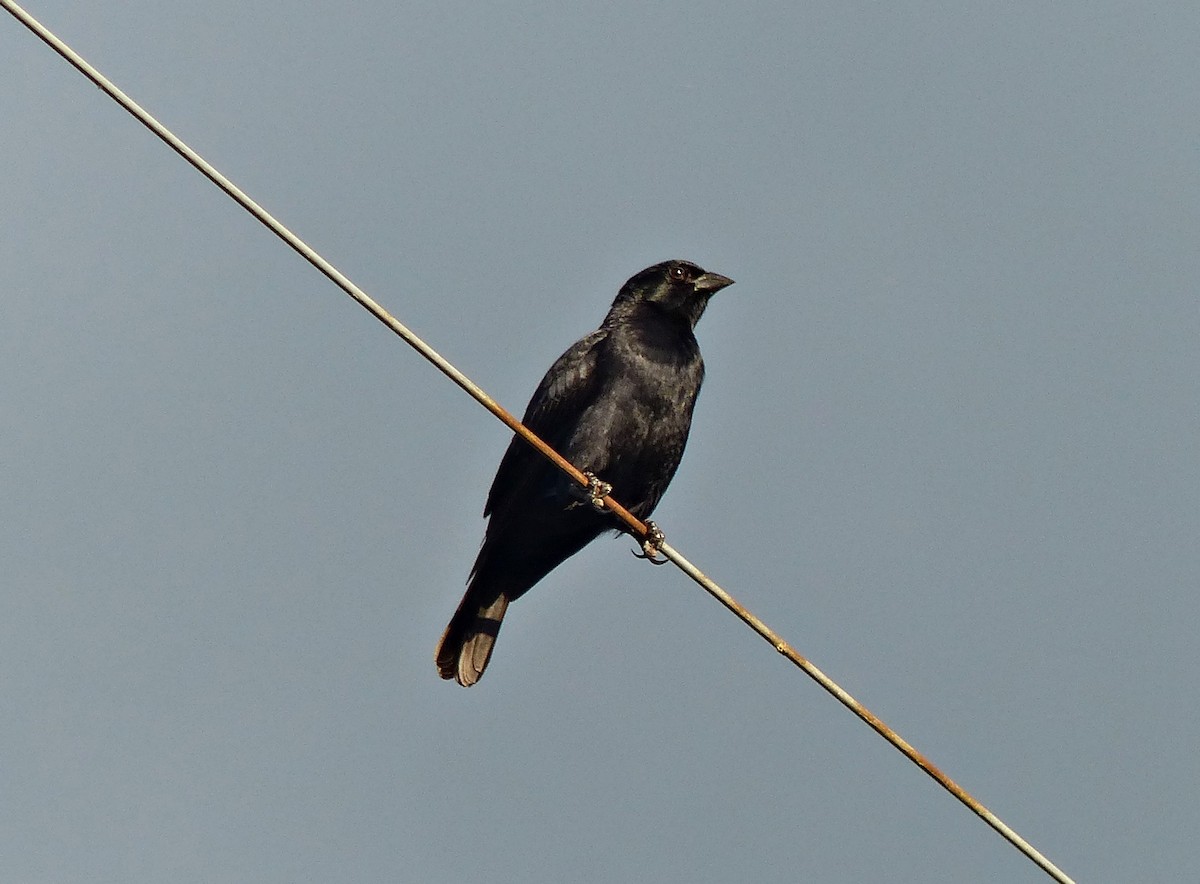 Screaming Cowbird - ML645119929