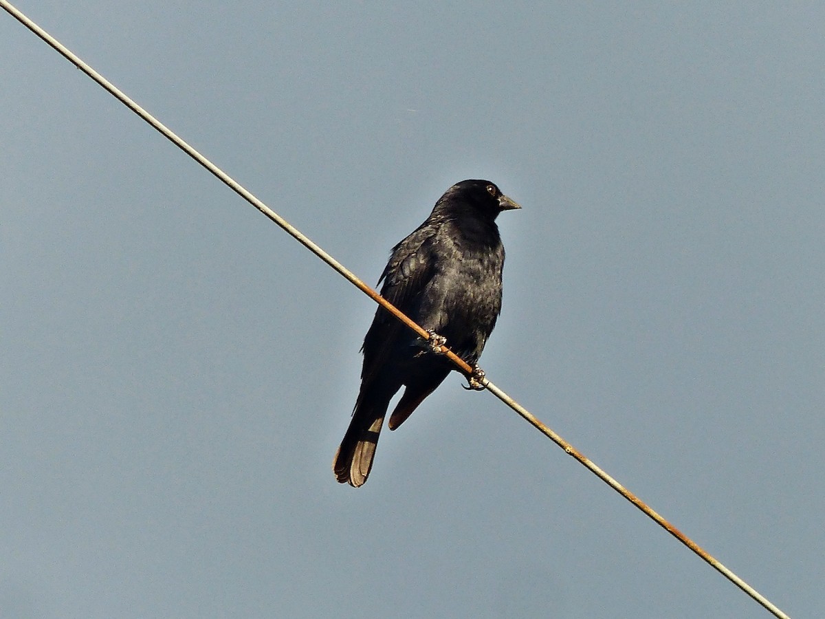 Screaming Cowbird - ML645119930