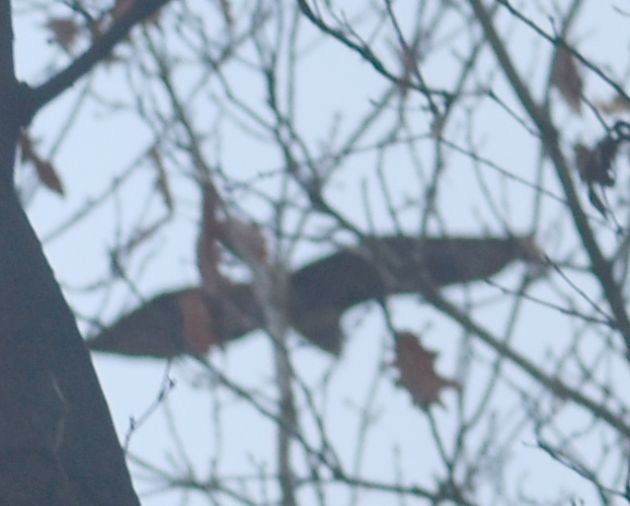 Eurasian Goshawk - ML645119978