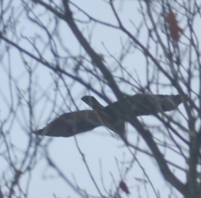 Eurasian Goshawk - ML645119979
