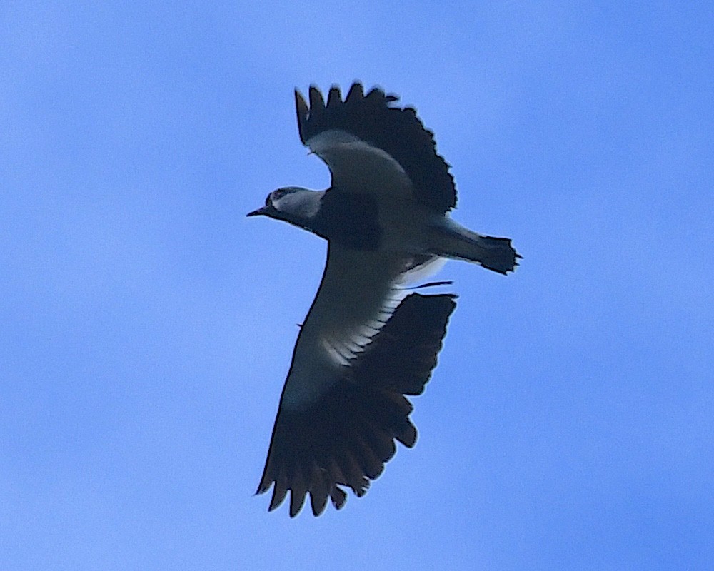 Bronzekiebitz - ML645119989